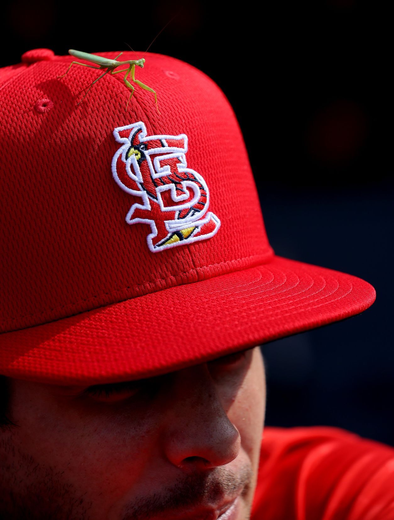 St. Louis Cardinals vs Los Angeles Dodgers National League wild-card game